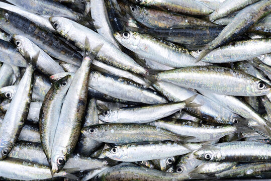 close up and background of many freshly caught sardines lying next to each other
