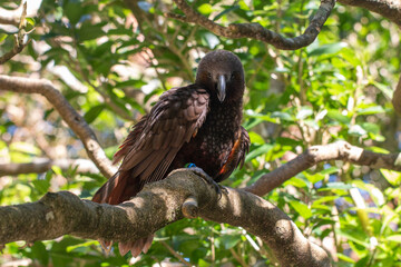 Kaka (Nestor meridionalis), a native New Zealand parrot, in a tree looking at the camera from the shadows, looking menacing