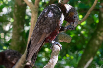 Kaka (Nestor meridionalis), a native New Zealand parrot feeding in Zealandia Ecosanctuary