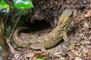 Tuatara (Sphenodon punctatus), a native endemic species of reptile in New Zealand, taken in...