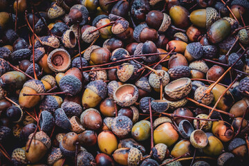 dry acorn background. texture from large acorns