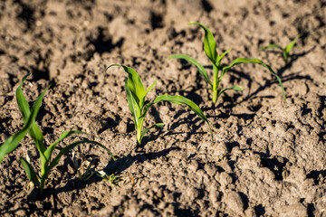 Close up seeding maize plant, Green young corn maize plants growing from the soil. Agricultural scene with corn's sprouts in earth closeup.