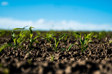 Corn field with young plants on fertile soil. Rows of young corn plants growing on a fertile field with dark soil. Agriculture.
