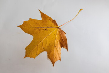 Yellow maple leaf as an autumn symbol. Isolated on white