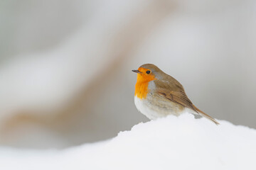 European Robin (Erithacus rubecula) standing in the snow in the forest of Overijssel in the Netherlands.