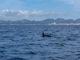 Obraz premium Amazing sunset in atlantic ocean with waves and currents with wildlife dolphins and seagulls in açores, azores, portugal 