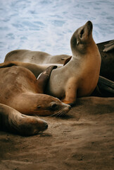 state sea lion