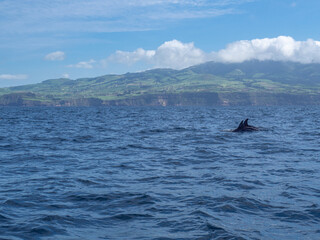 Fototapeta premium Amazing sunset in atlantic ocean with waves and wildlife dolphins and killer whales in açores, azores, portugal 