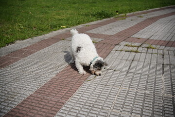 friendly pet playing in the park