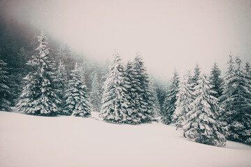 Fototapeta premium snowy winter landscape