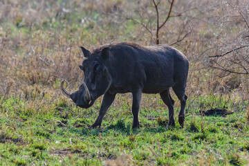 Common warthog (Phacochoerus africanus) at the Serengeti national park, Tanzania. Wildlife photo