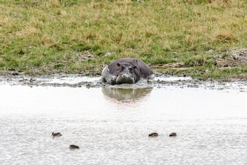 Naklejka premium Hippo (hippopotamus amphibius) in pond at the Serengeti national park, Tanzania. Wildlife photo