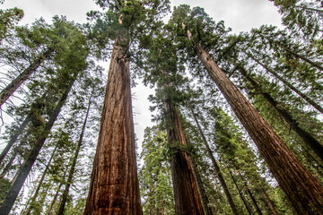 looking up dense giant sequoia redwood forest in California