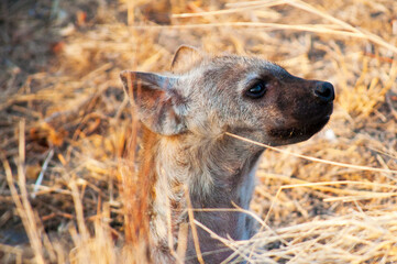 Baby hyena emerging from it's den for the first time