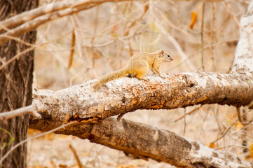 Wild Squirrel perched on a tree branch getting ready to run from danger