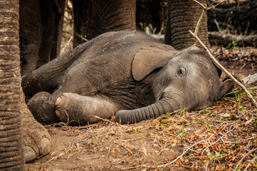 Baby Elephant reat on the ground protected by it's mother