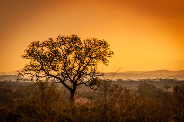 Naklejka premium Sun setting in the Kruger National Park with a silhouette of a tree in the foreground