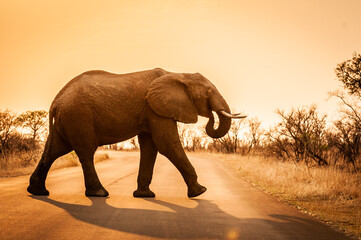 Elephant crossing the road in the Kruger National Park as the sun sets in the distance