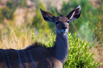 Dear stopped looking at camera in the bush
