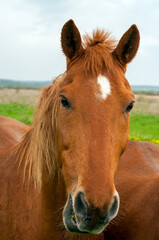 Obraz premium wild horse on a large meadow with beautiful scenery of blue sky and quiet at sunrise
