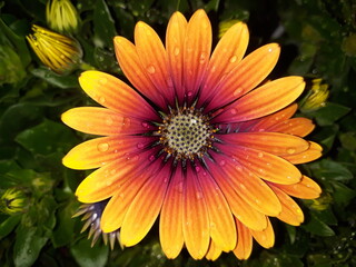 yellow dahlia flower
