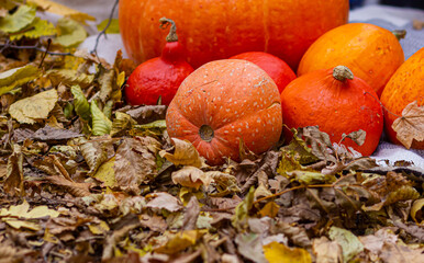 Pumpkins in autumn leaves. Orange mood on autumn background, top view