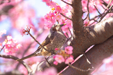 東京都　河津桜とヒヨドリ