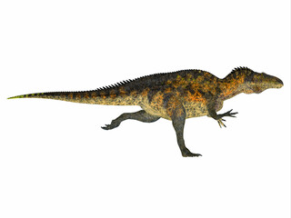 Naklejka premium Acrocanthosaurus Dinosaur Running - Acrocanthosaurus was a carnivorous theropod dinosaur that lived in North America during the Cretaceous Period.