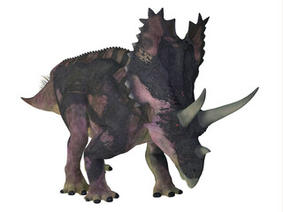 Agujaceratops Herbivore Dinosaur - Agujaceratops was a armored Ceratopsian dinosaur that lived in Texas, USA during the Cretaceous Period.