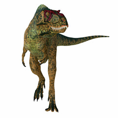 Fototapeta premium Albertosaurus Dinosaur Predator - Albertosaurus was a carnivorous theropod dinosaur that lived in North America during the Cretaceous Period.