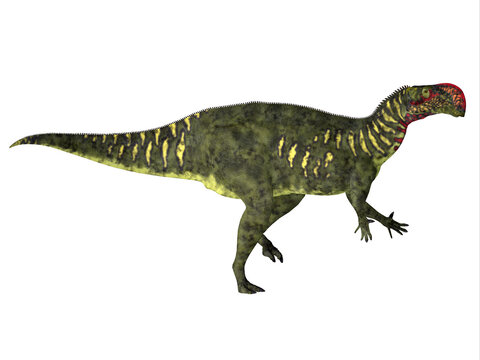 Altirhinus Herbivore Dinosaur - Altirhinus was a duck-billed iguanodon dinosaur that lived in Mongolia during the Cretaceous Period.