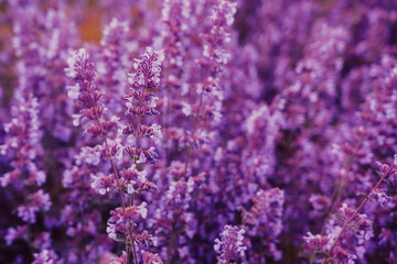 Abstract violet purple small flowers plant background. Light tender summer floral layout. Soft Selective focus.