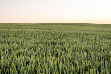Wheat field in spring. Green wheat ears growing on a field in a sunset.