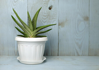 Houseplant Gasteria Little Warty cultivar in a white flowerpot on a light blue wooden background, selective focus, blurred background, horizontal orientation.