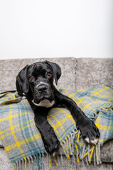 Black Cane Corso Puppy Relaxing at Home