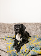 Black Cane Corso Puppy Relaxing at Home