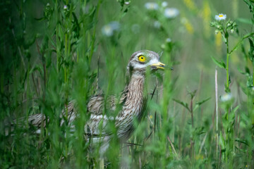 The stone-curlew (Burhinus oedicnemus)