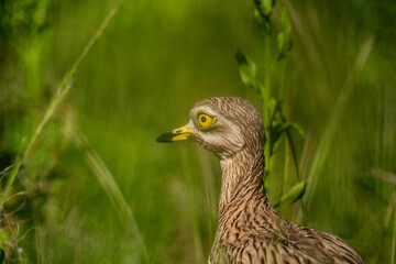 The stone-curlew (Burhinus oedicnemus)