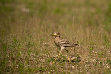 The stone-curlew (Burhinus oedicnemus)