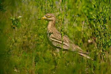 The stone-curlew (Burhinus oedicnemus)