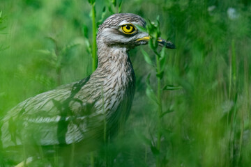 The stone-curlew (Burhinus oedicnemus)