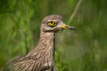 The stone-curlew (Burhinus oedicnemus)