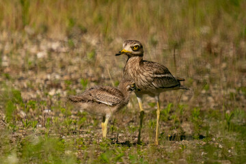 The stone-curlew (Burhinus oedicnemus)