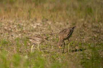 The stone-curlew (Burhinus oedicnemus)