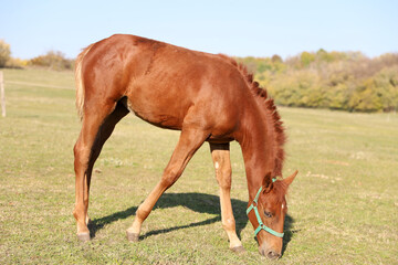 Playful foal in action on summer meadow