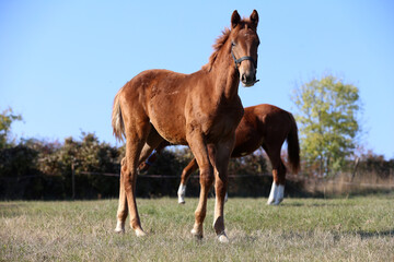Fototapeta premium Playful foal in action on summer meadow