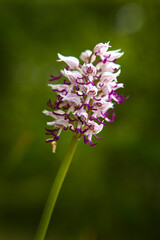 Obraz premium Monkey orchid in the Bulgarian forest. Nice orchid during spring season. Plants in Rhodope mountains.