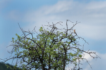Eurasian hoopoe on the top of tree. Hoopoe have a rest. Ornithology in Rhodope mountains. 