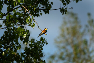 European bee eater on the branch. Ornithology in Bulgaria. Bee eater in Rhodope mountains.