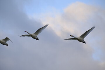 Swans in Uwasakigata, 28/11/2021